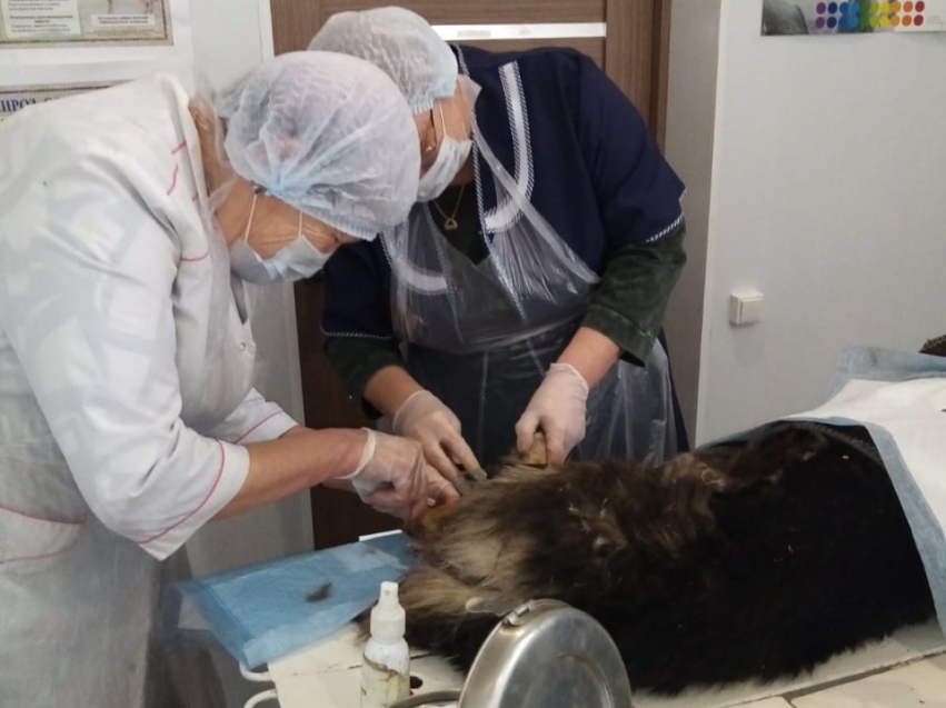 Санитары Забайкальска провели экстренную операцию собаке 